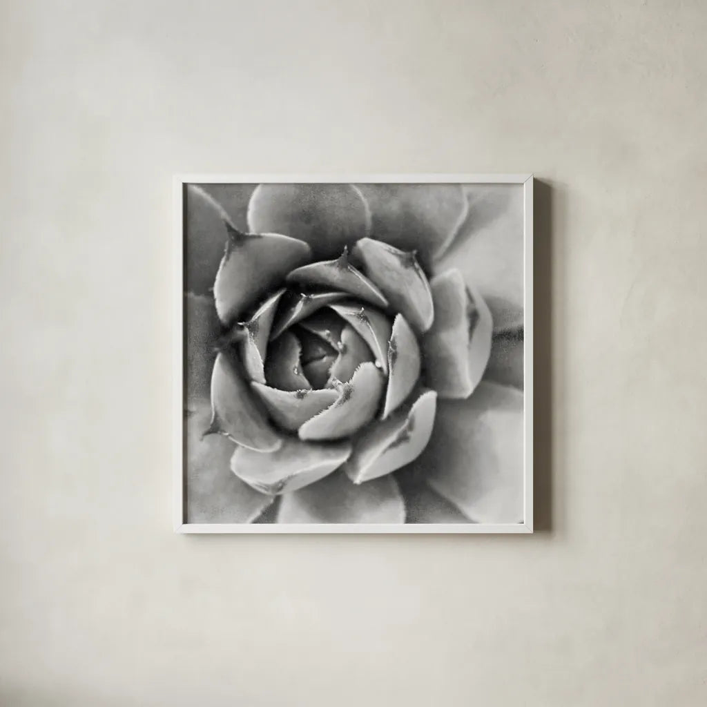 Garden Succulent II by Laura Marshall. Shown in a crisp white glass frame for a clean and minimalist style. Available as an archival giclee rolled canvas, fine art paper, or poster print. SKU 20825a.