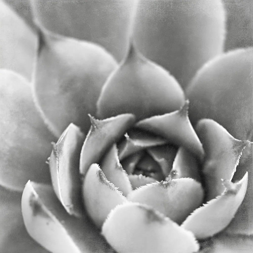 Garden Succulent III by Laura Marshall. SKU 20826a. Archival Giclee Fine art print for wall decor.
