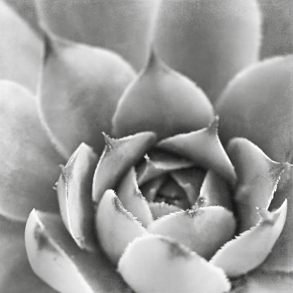 Garden Succulent III by Laura Marshall. SKU 20826a. Archival Giclee Fine art print for wall decor.