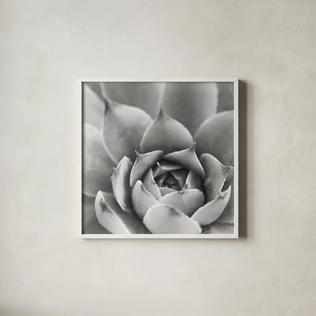 Garden Succulent III by Laura Marshall. Shown in a crisp white glass frame for a clean and minimalist style. Available as an archival giclee rolled canvas, fine art paper, or poster print. SKU 20826a.