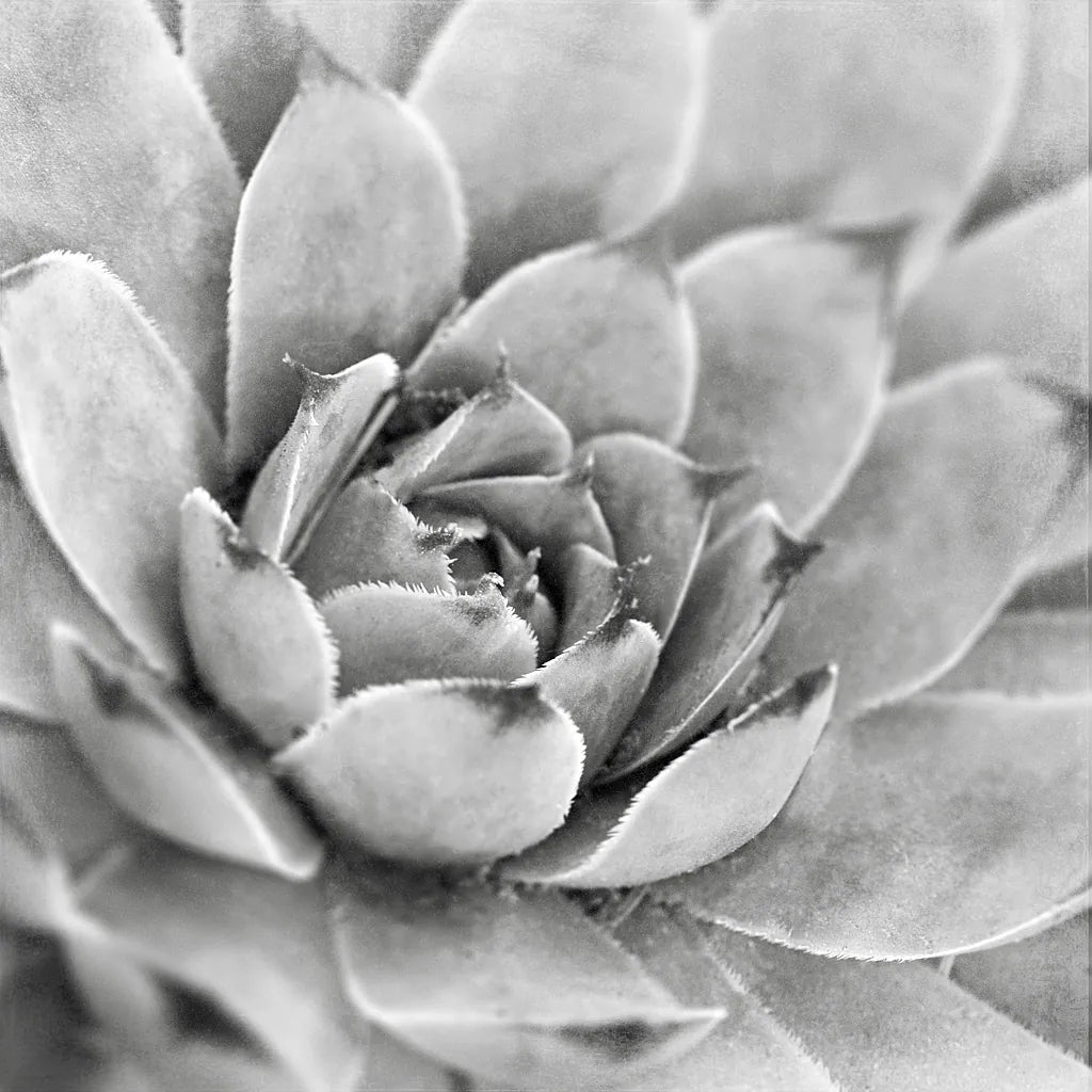 Garden Succulent IV by Laura Marshall. SKU 20827a. Archival Giclee Fine art print for wall decor.