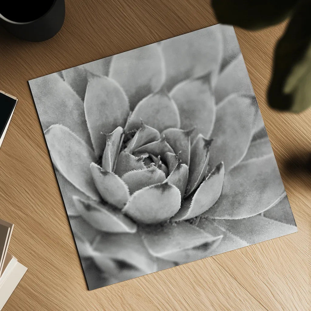 Garden Succulent IV by Laura Marshall. Shown as a detailed flat fine art print, highlighting archival giclee quality. Available as an archival giclee rolled canvas, fine art paper, or poster print. SKU 20827a.