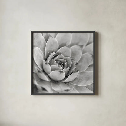 Garden Succulent IV by Laura Marshall. Shown in a sleek black glass frame for a contemporary gallery look. Available as an archival giclee rolled canvas, fine art paper, or poster print. SKU 20827a.