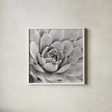 Garden Succulent IV by Laura Marshall. Shown in a crisp white glass frame for a clean and minimalist style. Available as an archival giclee rolled canvas, fine art paper, or poster print. SKU 20827a.