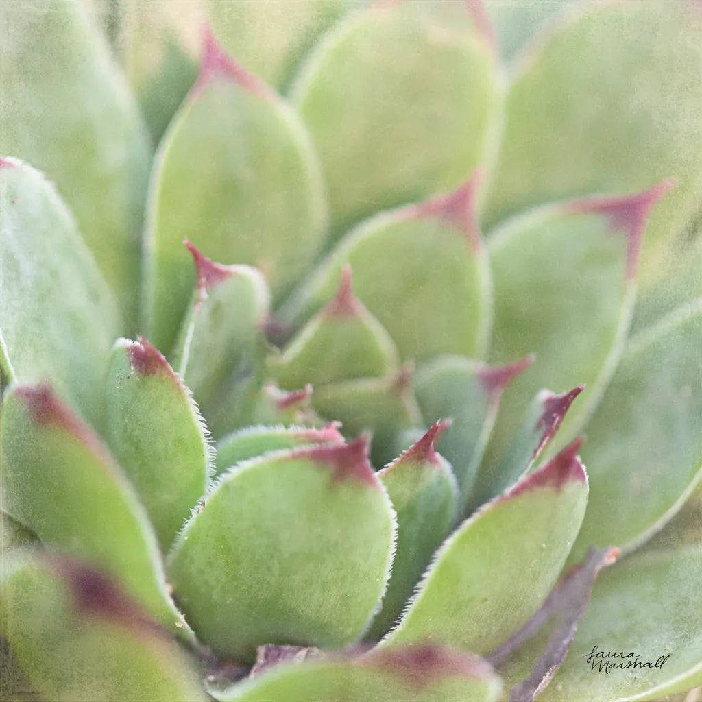 Garden Succulents I Color by Laura Marshall. SKU 33277a. Archival Giclee Fine art print for wall decor.