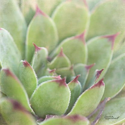Garden Succulents I Color by Laura Marshall. SKU 33277a. Archival Giclee Fine art print for wall decor.