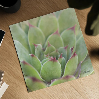 Garden Succulents I Color by Laura Marshall. Shown as a detailed flat fine art print, highlighting archival giclee quality. Available as an archival giclee rolled canvas, fine art paper, or poster print. SKU 33277a.
