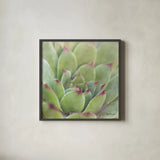 Garden Succulents I Color by Laura Marshall. Shown in a sleek black glass frame for a contemporary gallery look. Available as an archival giclee rolled canvas, fine art paper, or poster print. SKU 33277a.