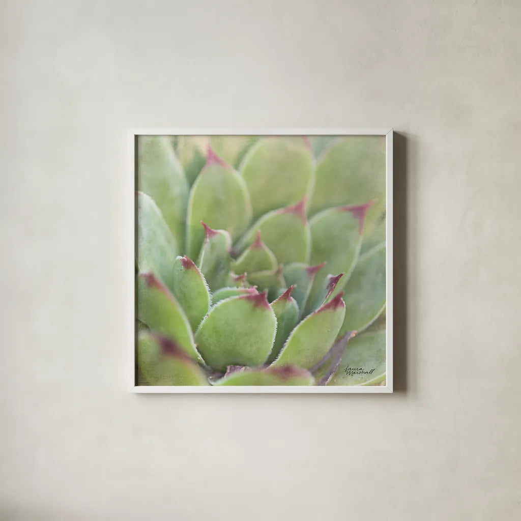 Garden Succulents I Color by Laura Marshall. Shown in a crisp white glass frame for a clean and minimalist style. Available as an archival giclee rolled canvas, fine art paper, or poster print. SKU 33277a.