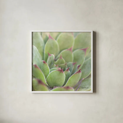 Garden Succulents I Color by Laura Marshall. Shown in a crisp white glass frame for a clean and minimalist style. Available as an archival giclee rolled canvas, fine art paper, or poster print. SKU 33277a.