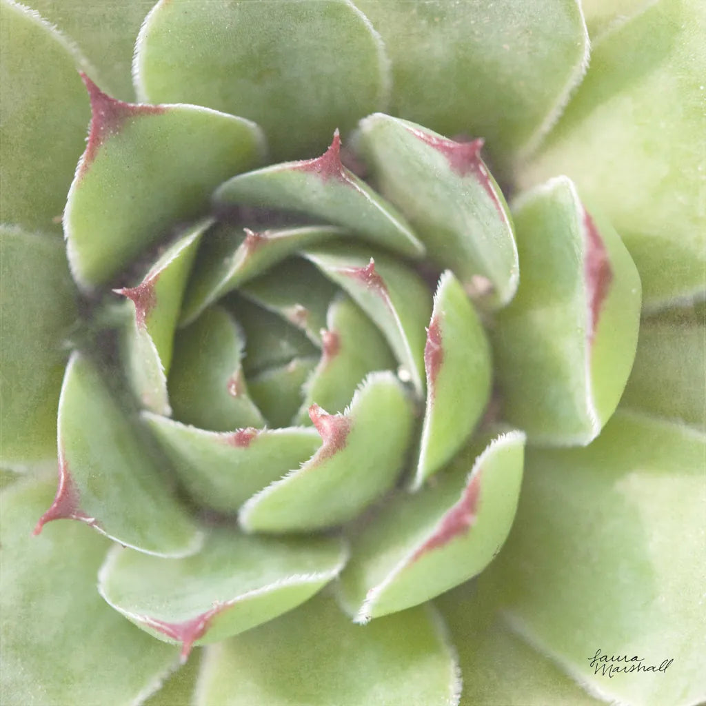 Garden Succulents II Color by Laura Marshall. SKU 33278a. Archival Giclee Fine art print for wall decor.