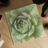 Garden Succulents II Color by Laura Marshall. Shown as a detailed flat fine art print, highlighting archival giclee quality. Available as an archival giclee rolled canvas, fine art paper, or poster print. SKU 33278a.