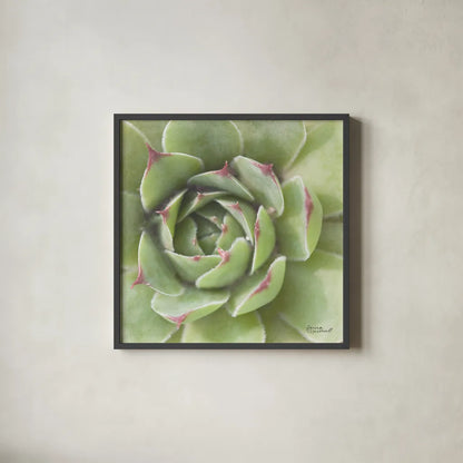 Garden Succulents II Color by Laura Marshall. Shown in a sleek black glass frame for a contemporary gallery look. Available as an archival giclee rolled canvas, fine art paper, or poster print. SKU 33278a.