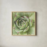 Garden Succulents II Color by Laura Marshall. Shown in a natural wood glass frame for a timeless modern aesthetic. Available as an archival giclee rolled canvas, fine art paper, or poster print. SKU 33278a.