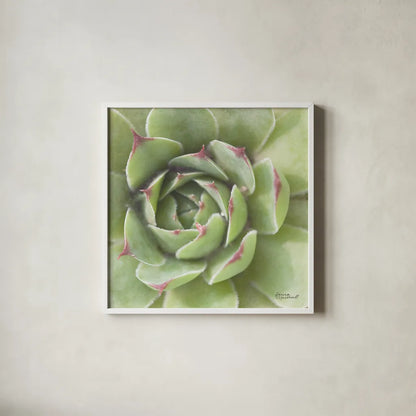 Garden Succulents II Color by Laura Marshall. Shown in a crisp white glass frame for a clean and minimalist style. Available as an archival giclee rolled canvas, fine art paper, or poster print. SKU 33278a.