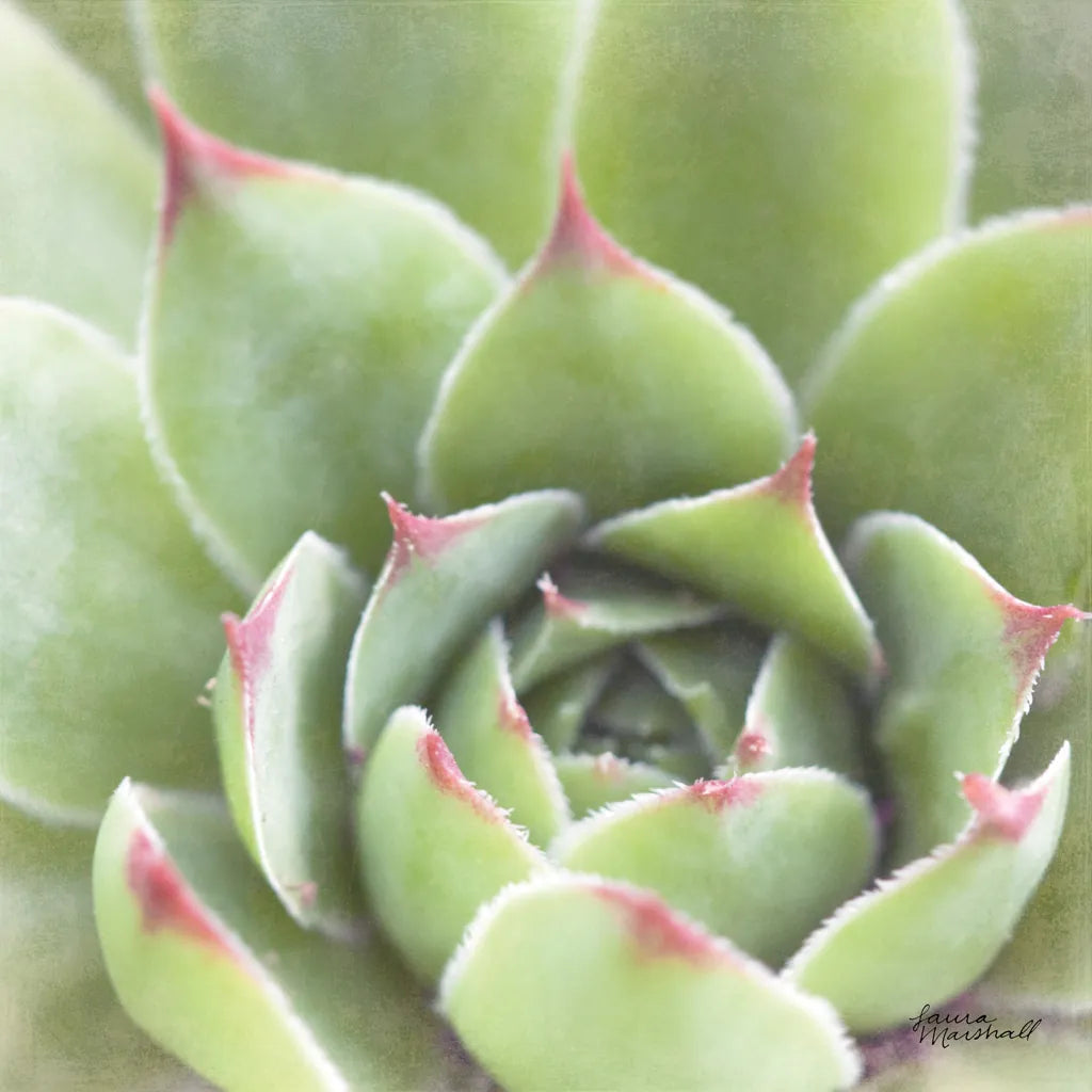 Garden Succulents III Color by Laura Marshall. SKU 33279a. Archival Giclee Fine art print for wall decor.