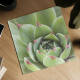 Garden Succulents III Color by Laura Marshall. Shown as a detailed flat fine art print, highlighting archival giclee quality. Available as an archival giclee rolled canvas, fine art paper, or poster print. SKU 33279a.