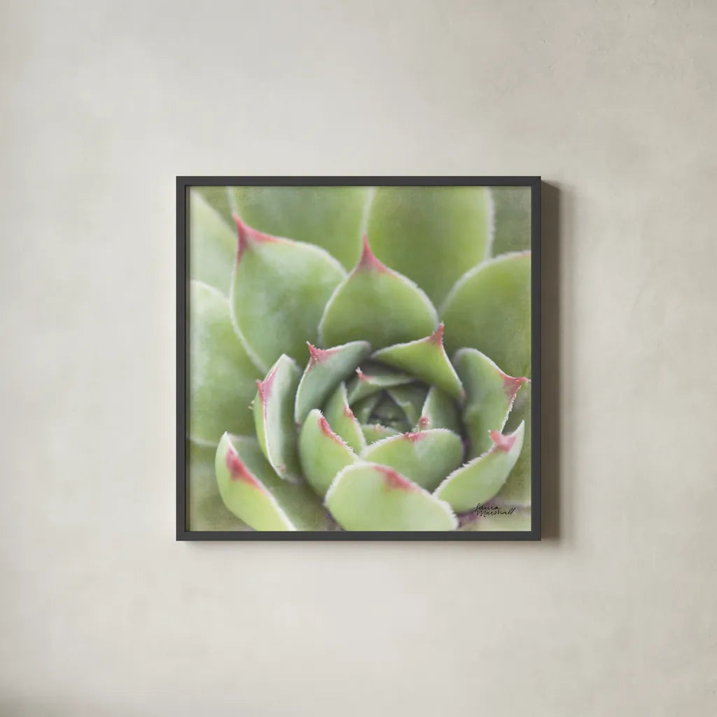 Garden Succulents III Color by Laura Marshall. Shown in a sleek black glass frame for a contemporary gallery look. Available as an archival giclee rolled canvas, fine art paper, or poster print. SKU 33279a.