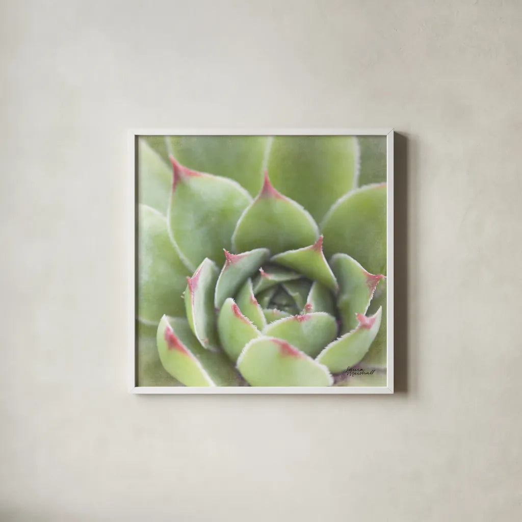 Garden Succulents III Color by Laura Marshall. Shown in a crisp white glass frame for a clean and minimalist style. Available as an archival giclee rolled canvas, fine art paper, or poster print. SKU 33279a.