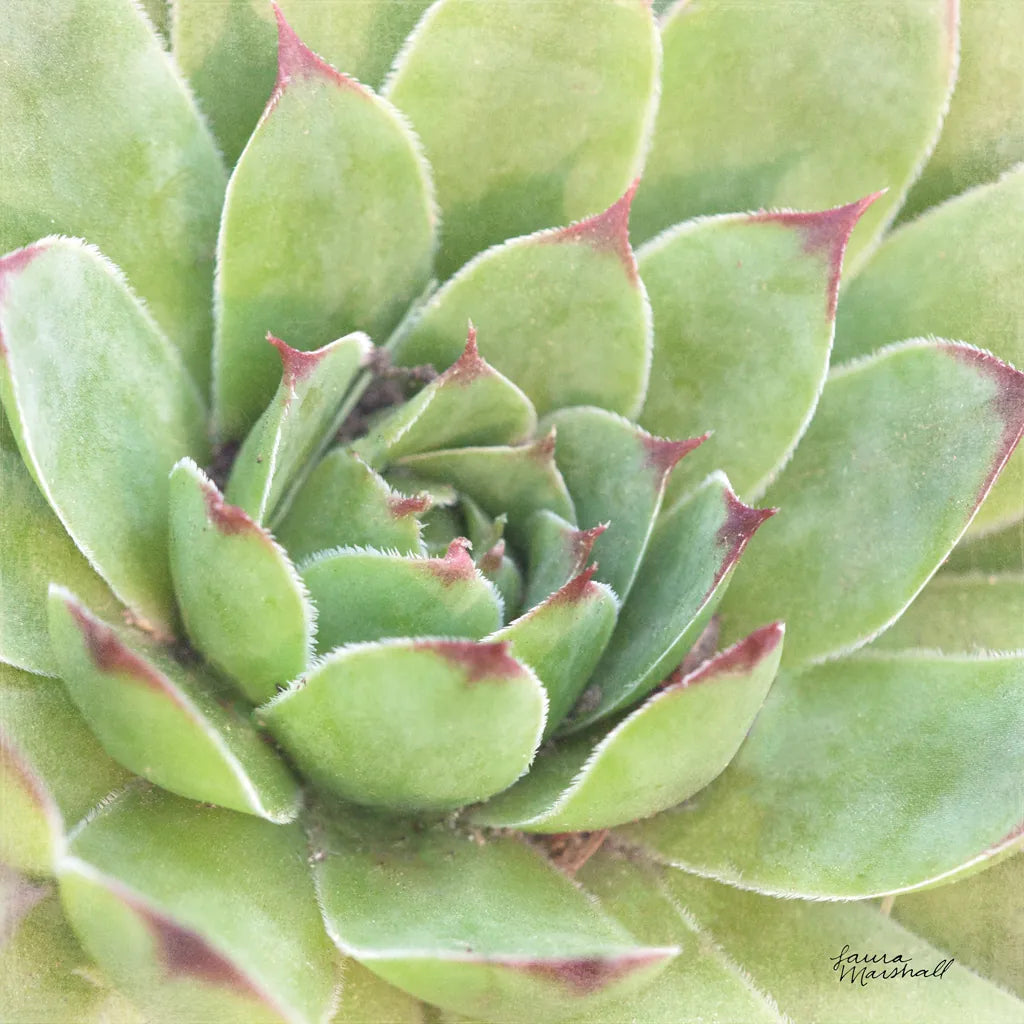 Garden Succulents IV Color by Laura Marshall. SKU 33280a. Archival Giclee Fine art print for wall decor.