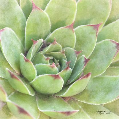 Garden Succulents IV Color by Laura Marshall. SKU 33280a. Archival Giclee Fine art print for wall decor.