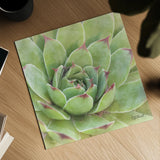 Garden Succulents IV Color by Laura Marshall. Shown as a detailed flat fine art print, highlighting archival giclee quality. Available as an archival giclee rolled canvas, fine art paper, or poster print. SKU 33280a.
