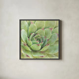 Garden Succulents IV Color by Laura Marshall. Shown in a sleek black glass frame for a contemporary gallery look. Available as an archival giclee rolled canvas, fine art paper, or poster print. SKU 33280a.