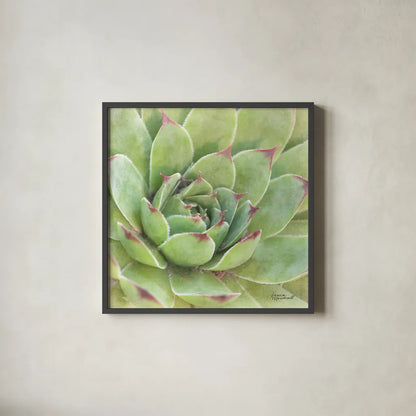 Garden Succulents IV Color by Laura Marshall. Shown in a sleek black glass frame for a contemporary gallery look. Available as an archival giclee rolled canvas, fine art paper, or poster print. SKU 33280a.