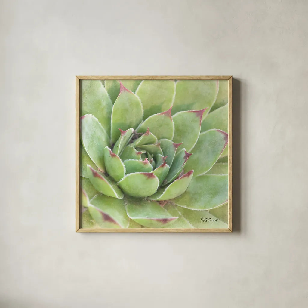 Garden Succulents IV Color by Laura Marshall. Shown in a natural wood glass frame for a timeless modern aesthetic. Available as an archival giclee rolled canvas, fine art paper, or poster print. SKU 33280a.