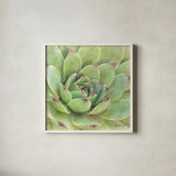 Garden Succulents IV Color by Laura Marshall. Shown in a crisp white glass frame for a clean and minimalist style. Available as an archival giclee rolled canvas, fine art paper, or poster print. SKU 33280a.