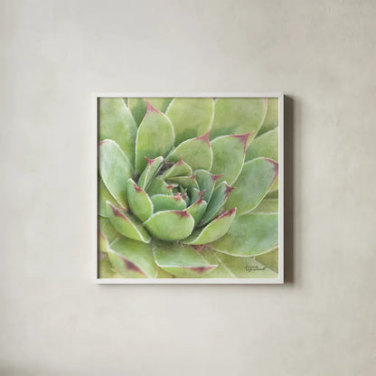 Garden Succulents IV Color by Laura Marshall. Shown in a crisp white glass frame for a clean and minimalist style. Available as an archival giclee rolled canvas, fine art paper, or poster print. SKU 33280a.