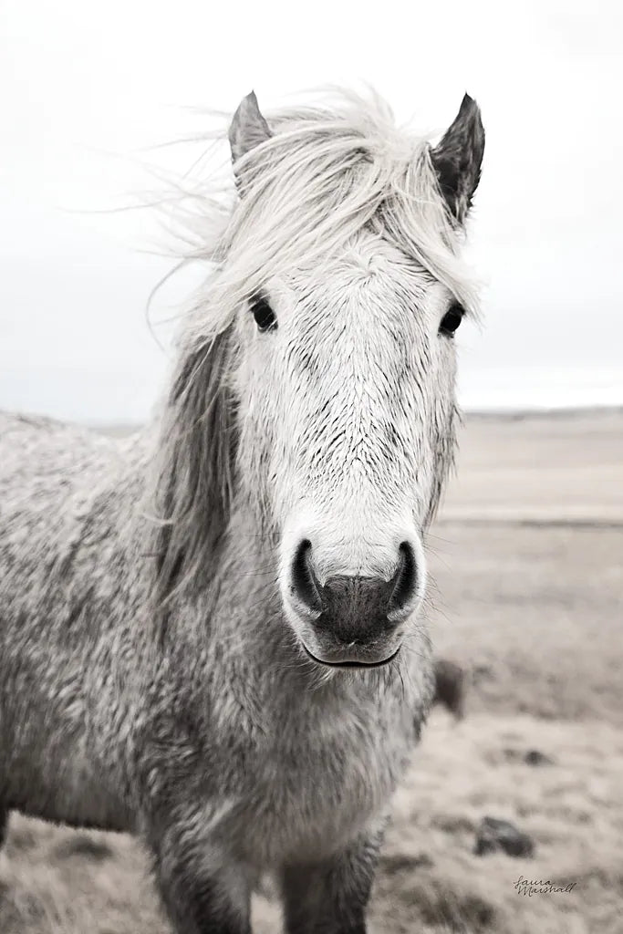 Heida I BW by Laura Marshall. SKU 49823h. Archival Giclee Fine art print for wall decor.