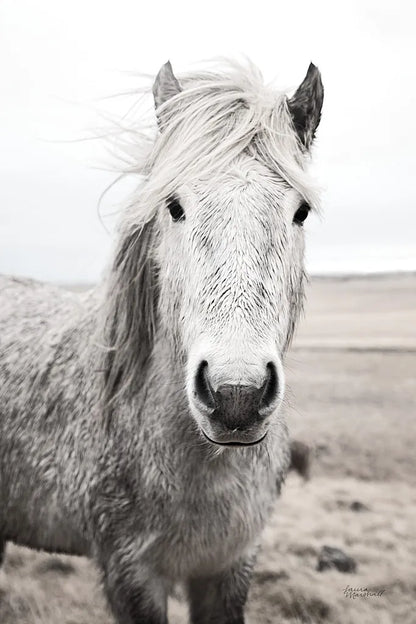 Heida I BW by Laura Marshall. SKU 49823h. Archival Giclee Fine art print for wall decor.