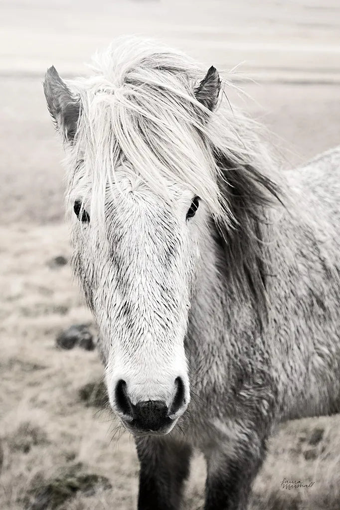 Heida II BW by Laura Marshall. SKU 49825h. Archival Giclee Fine art print for wall decor.