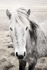 Heida II BW by Laura Marshall. SKU 49825h. Archival Giclee Fine art print for wall decor.