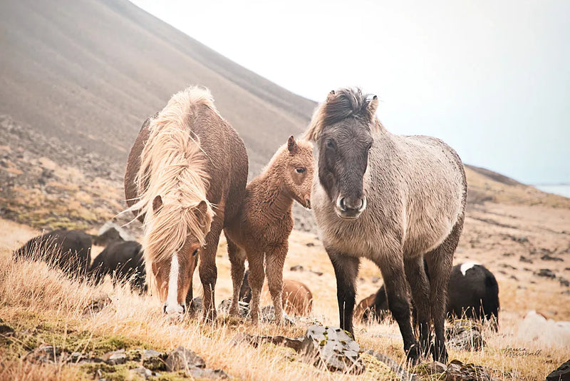 Horses of Hofn I by Laura Marshall. SKU 49810i. Archival Giclee Fine art print for wall decor.