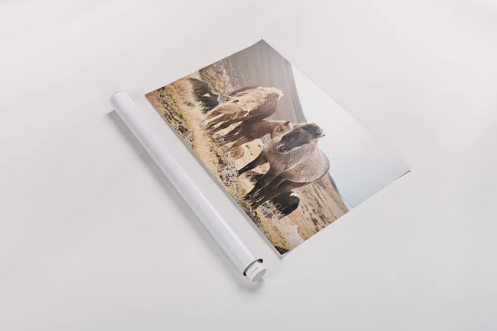 Horses of Hofn I by Laura Marshall. shown as a rolled paper print. Available as archival giclee rolled canvas, fine art paper, or poster print. SKU 49810i.