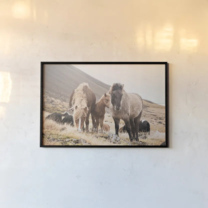 Horses of Hofn I by Laura Marshall. shown as a paper print in a black flame. Available as a archival giclee rolled canvas, fine art paper, or poster print. SKU 49810i.