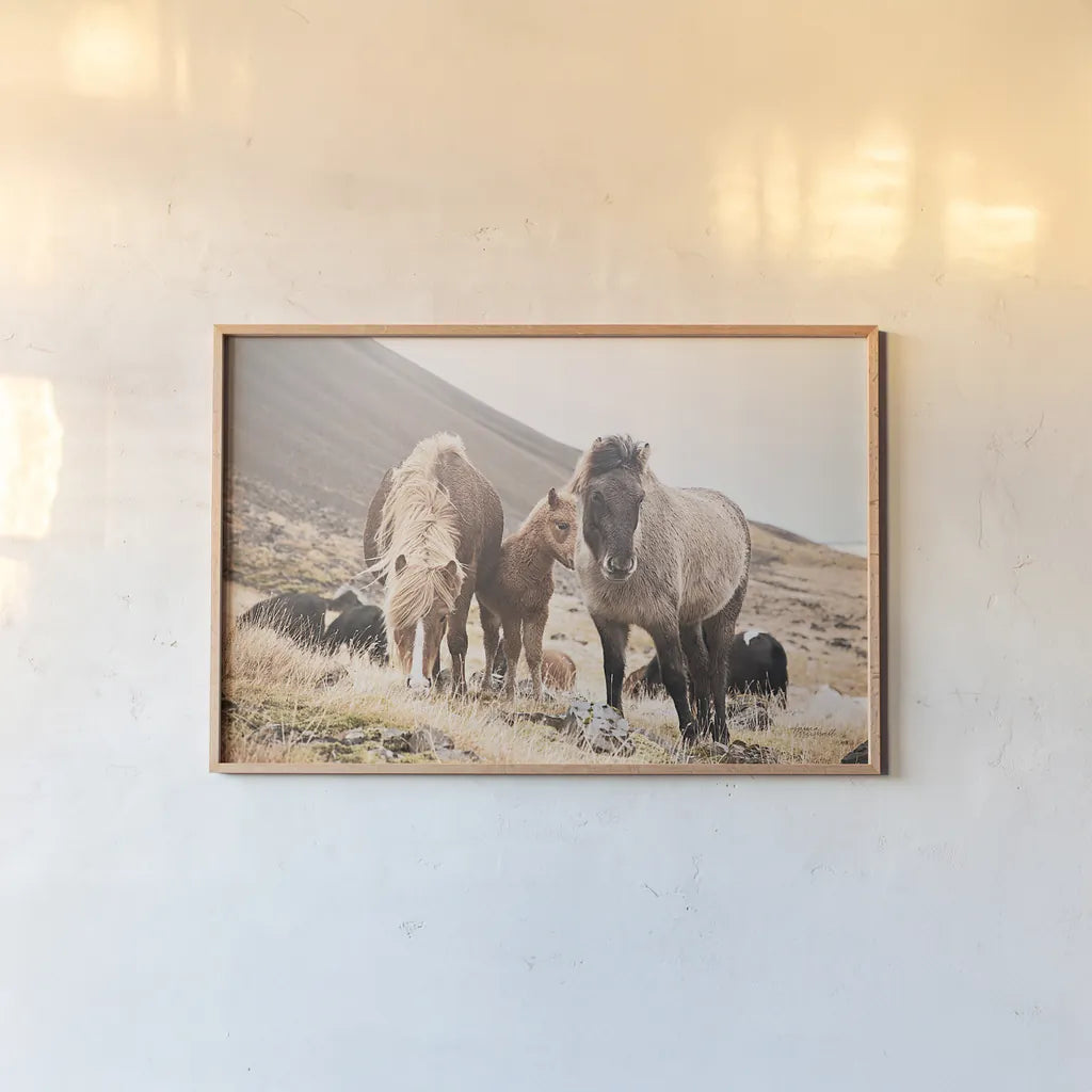 Horses of Hofn I by Laura Marshall. shown as a paper print in a natural frame. Available as a archival giclee rolled canvas, fine art paper, or poster print. SKU 49810i.