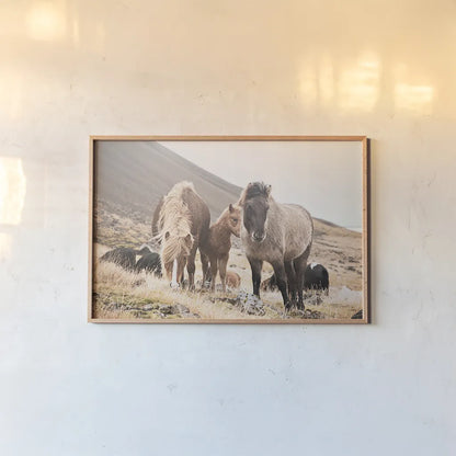 Horses of Hofn I by Laura Marshall. shown as a paper print in a natural frame. Available as a archival giclee rolled canvas, fine art paper, or poster print. SKU 49810i.