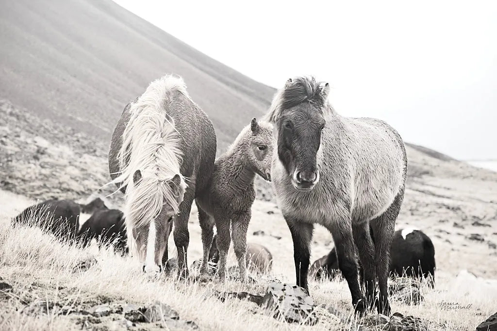 Horses of Hofn I BW by Laura Marshall. SKU 49811i. Archival Giclee Fine art print for wall decor.