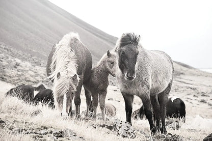 Horses of Hofn I BW by Laura Marshall. SKU 49811i. Archival Giclee Fine art print for wall decor.