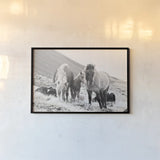 Horses of Hofn I BW by Laura Marshall. shown as a paper print in a black flame. Available as a archival giclee rolled canvas, fine art paper, or poster print. SKU 49811i.
