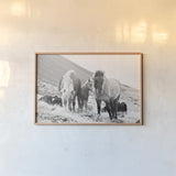 Horses of Hofn I BW by Laura Marshall. shown as a paper print in a natural frame. Available as a archival giclee rolled canvas, fine art paper, or poster print. SKU 49811i.