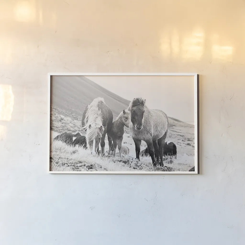 Horses of Hofn I BW by Laura Marshall. shown as a paper print in a white frame. Available as a archival giclee rolled canvas, fine art paper, or poster print. SKU 49811i.