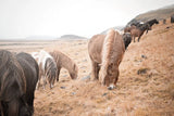Horses of Hofn II by Laura Marshall. SKU 49812i. Archival Giclee Fine art print for wall decor.