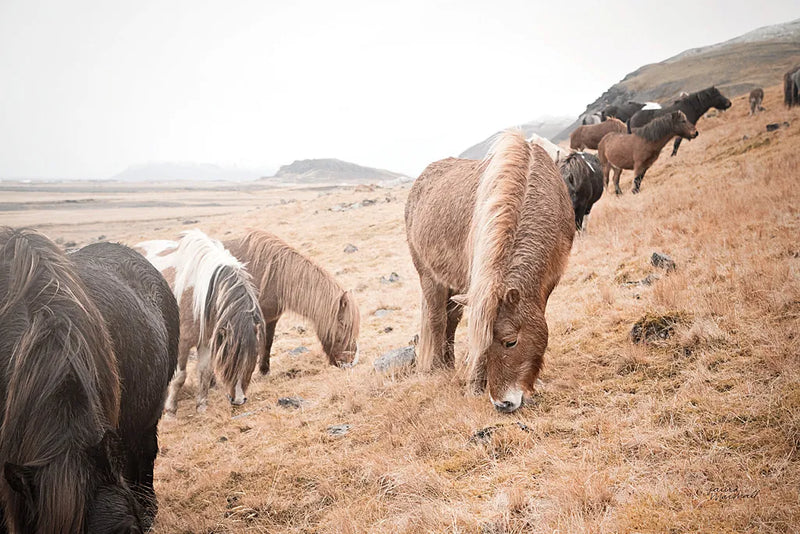 Horses of Hofn II by Laura Marshall. SKU 49812i. Archival Giclee Fine art print for wall decor.