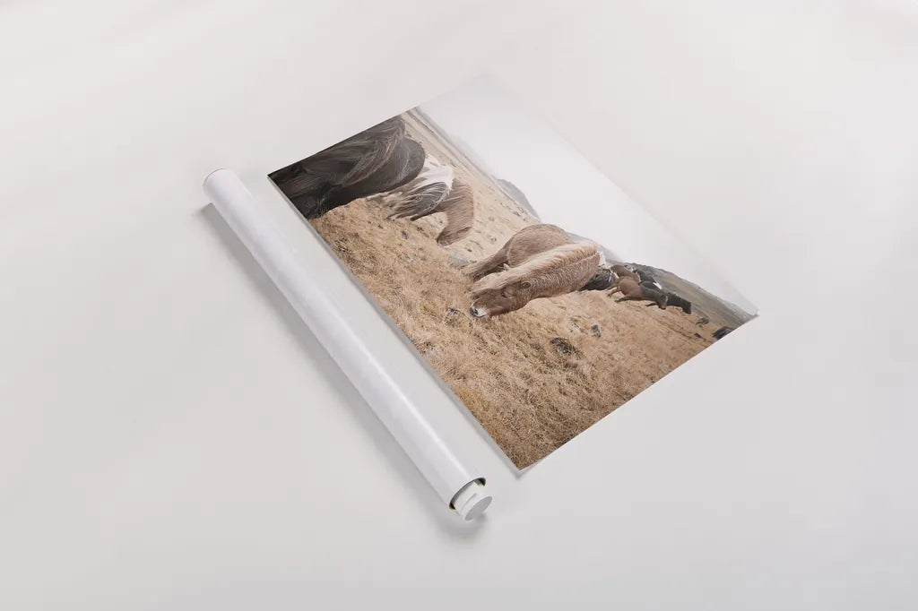 Horses of Hofn II by Laura Marshall. shown as a rolled paper print. Available as archival giclee rolled canvas, fine art paper, or poster print. SKU 49812i.