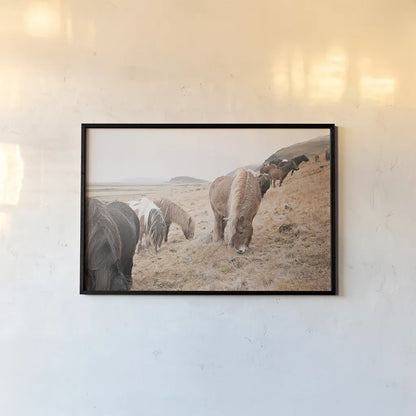 Horses of Hofn II by Laura Marshall. shown as a paper print in a black flame. Available as a archival giclee rolled canvas, fine art paper, or poster print. SKU 49812i.