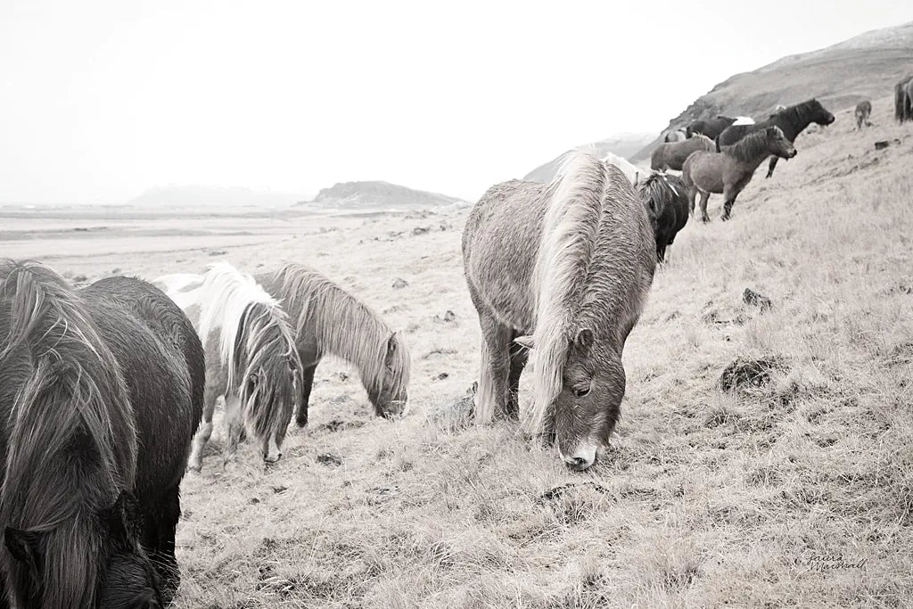 Horses of Hofn II BW by Laura Marshall. SKU 49813i. Archival Giclee Fine art print for wall decor.